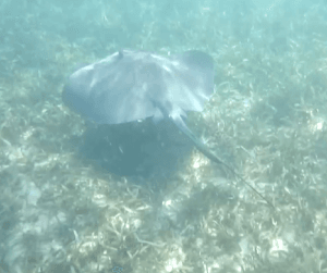 Screenshot 2026-02-06 064400 stingray